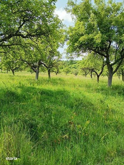 Teren extravilan de vanzare, zona Drumul Tarpiului, rid Subcetate - 2
