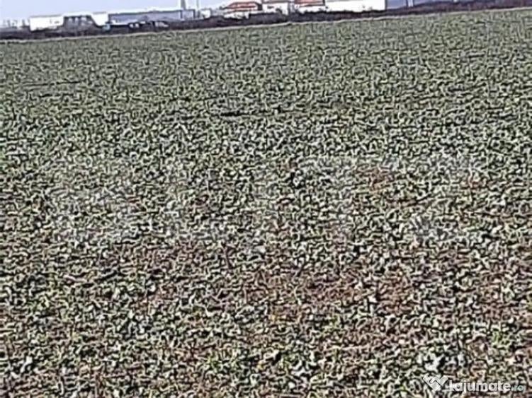 Teren cu suprafa?a de 2,6 ha, zona Aeroport - 1