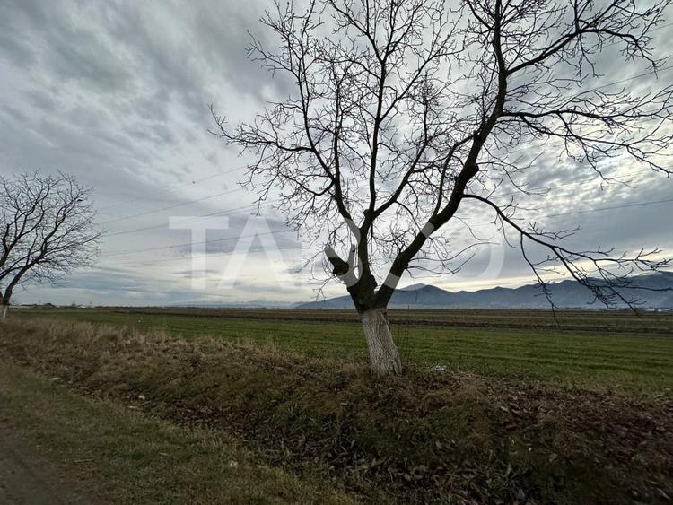 Teren extravilan de 4991 mp la strada principala in Sura Mare - 3