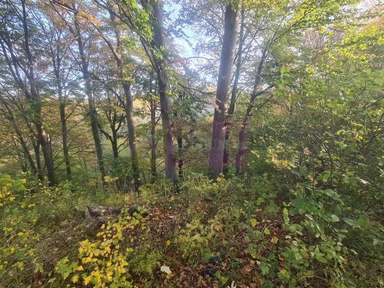 Teren intravilan de vanzare in Telega - 17