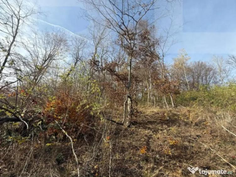 Teren extravilan impadurit, 20424 mp ideal pentru investitie - 2