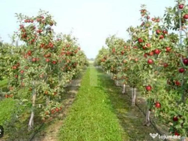 Oportunitate de investi?ie agricola Livada de meri pe - 1