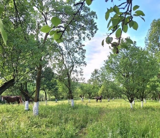 Casă individuală cu 4 camere cu Teren 4315 Mp în Ludeștii de Jos