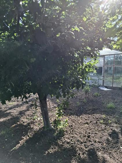 Casa de vanzare municipiul Oltenita judet Calarasi - 8