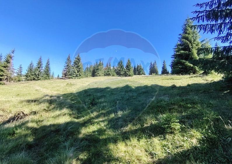 Teren 24,581mp Panaci / Strada Mihaile? - 15