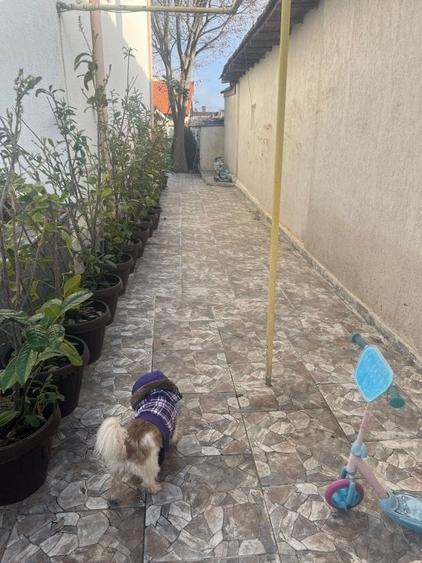 Vila D+Parter+Etaj - km 5 (suprafata teren 488 mp) - 15