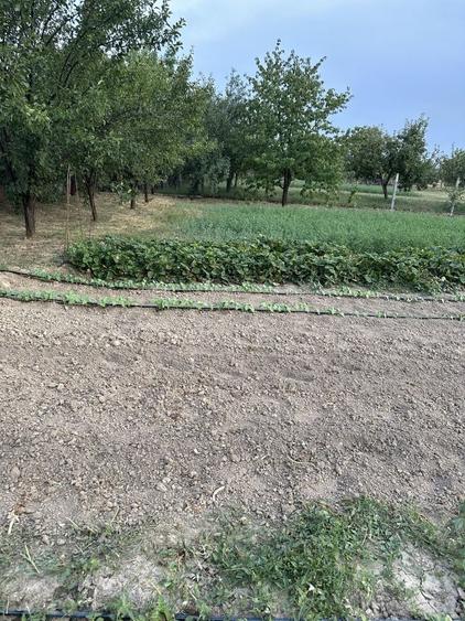 Teren intravilan parcele de vanzare in Cihei - Sanmartin - 3
