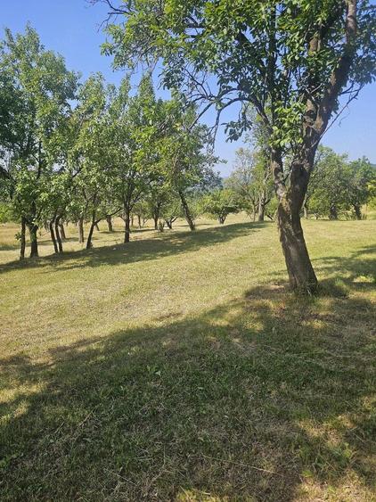 Teren de 11033 mp, în Nucșoara de Sus