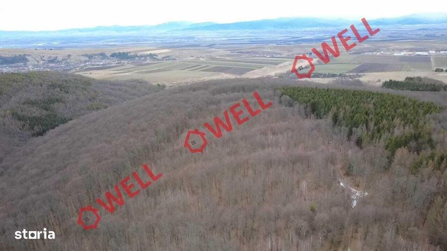 Padure mixta de vanzare in Dalnic! - 4