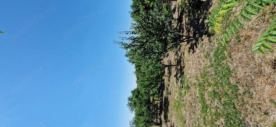 Teren de 1837 mp, în Grădiștea