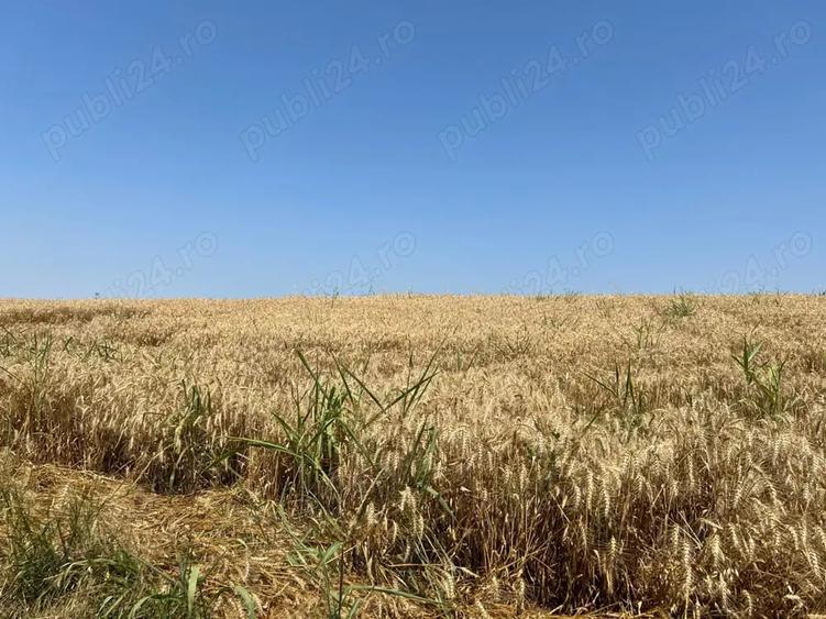 Teren de 4000 mp, în Ciolpani
