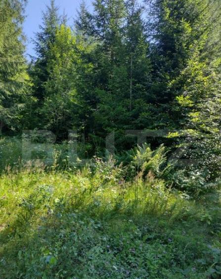 Teren 30 ari cu padure si faneata in Lunca Ilvei - 1