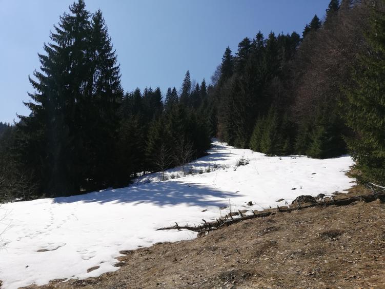 "Oază montană la Pârâul Rece – pensiune complet funcțională, în inima pădurii. - 5