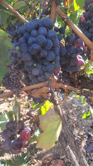 Galati Beresti - De vanzare 1 hectar plantatie de vita de vie si casa cu utilitati - 3