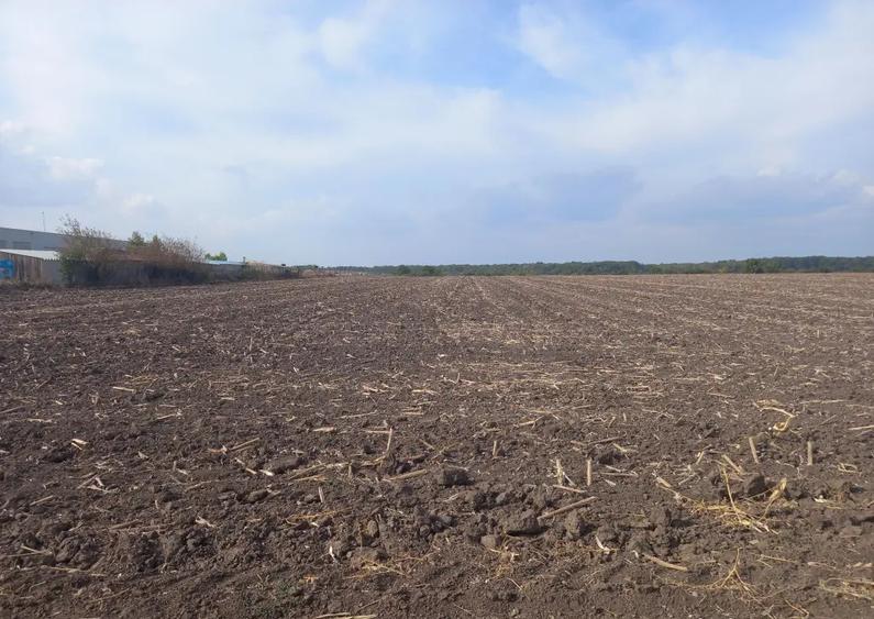 Teren extravilan Dascalu, 10.000 mp - 4