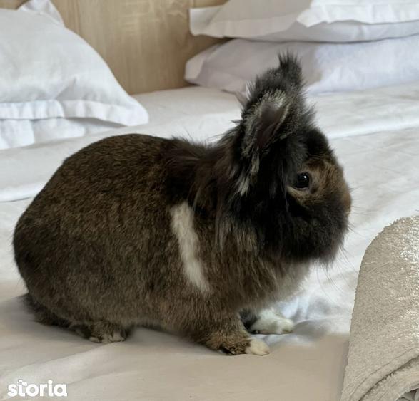 Parc cazzavillan: Apartament in villa, 7 camere | QF612-Et3 - 5