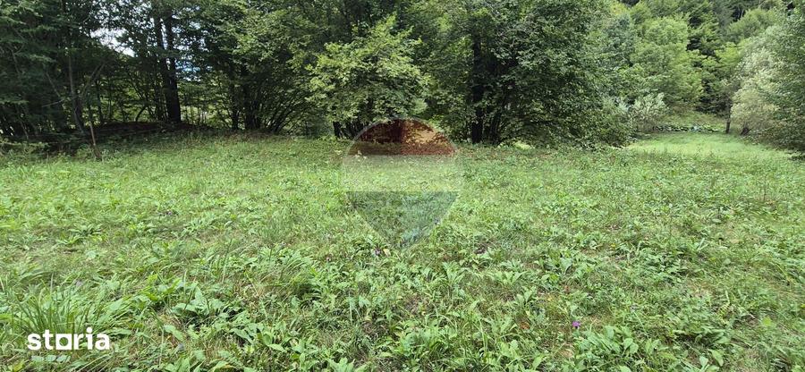 Teren de 2800 mp, în Tarcău