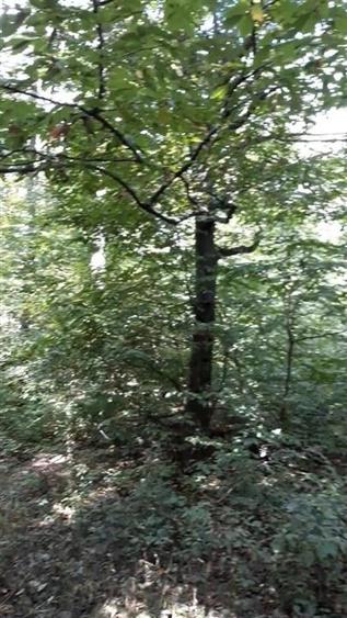 Teren agricol extravilan de 80000 mp, în Filipeștii de Pădure