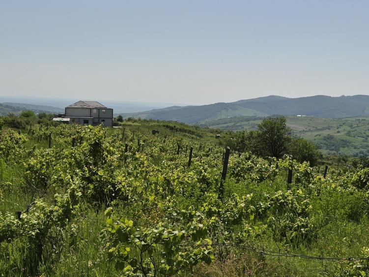 Teren intravilan Tomesti-Goruni - 6