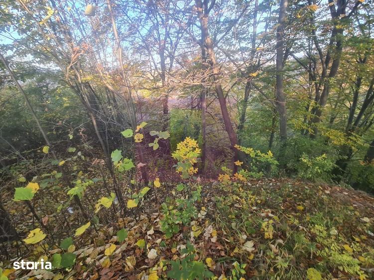 Teren de 3092 mp, în Scorțeni
