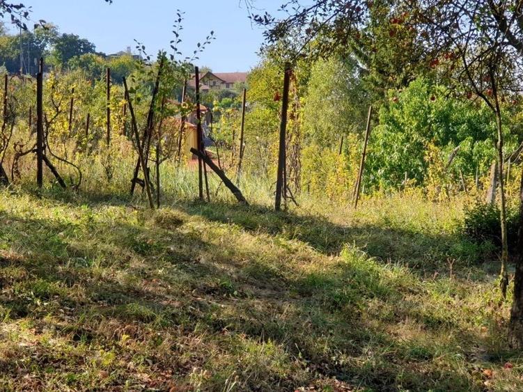 Teren Construcții intravilan de 5200 mp, în Cornișa
