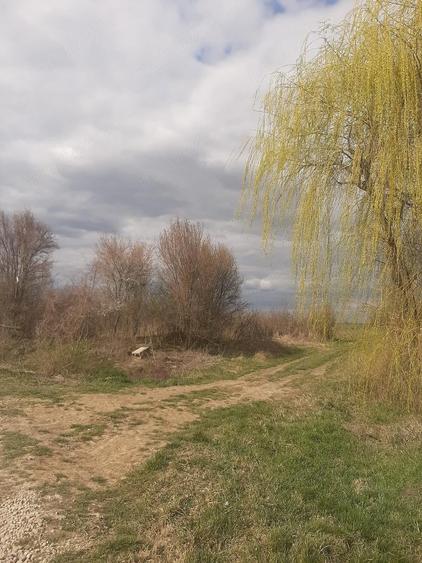 Teren de 2000 mp, în Sânnicolau Român