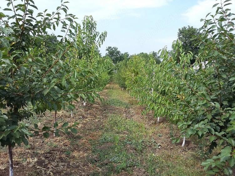 Casă cu Teren 220 Mp în Olăreni