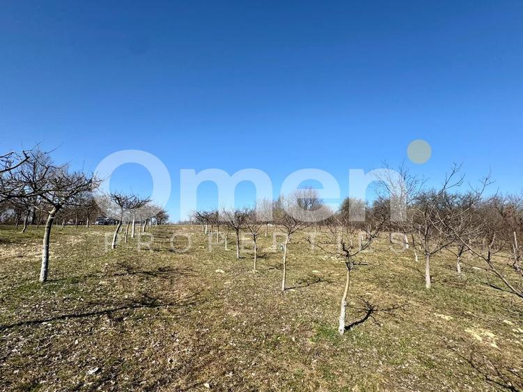 Teren agricol intravilan de 5800 mp, în Berința