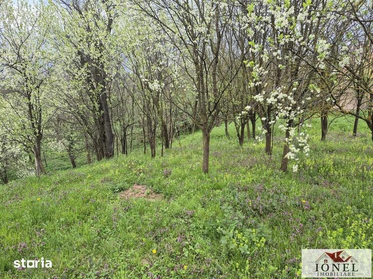 Teren de 1295 mp, în Berghin