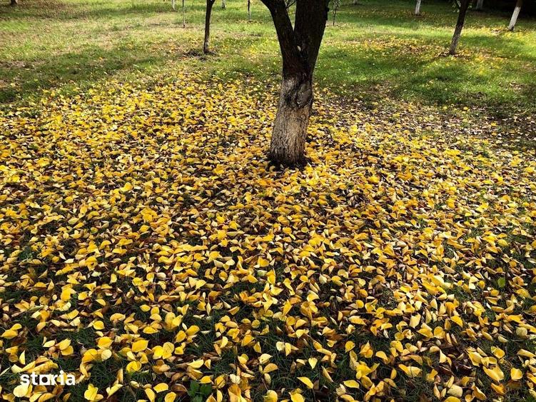 Casă cu 6 camere cu Teren 2000 Mp în Gruiu