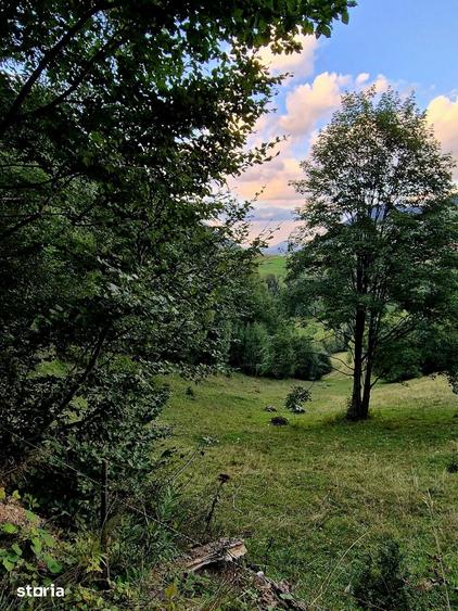 Teren investitie 8635 mp extravilan , Pestera Brasov - 6