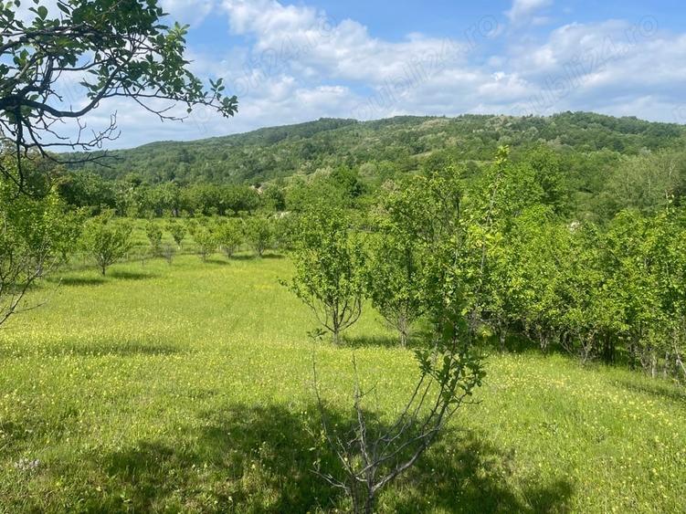 Teren de 5000 mp, în Schiulești