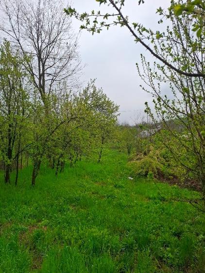 Teren Construcții intravilan de 3000 mp, în Sărățel