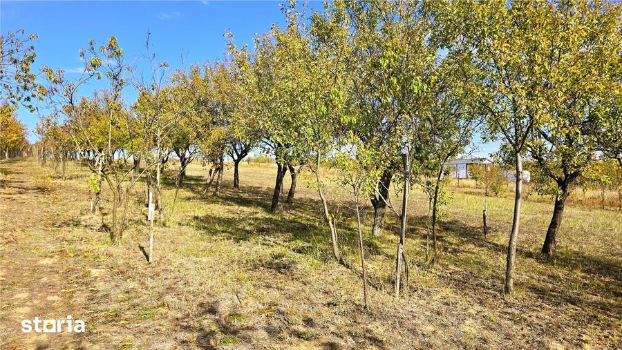 Teren de 1000 mp, în Burdea