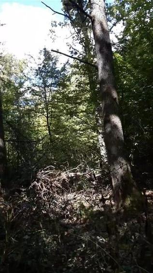 Teren agricol extravilan de 80000 mp, în Filipeștii de Pădure