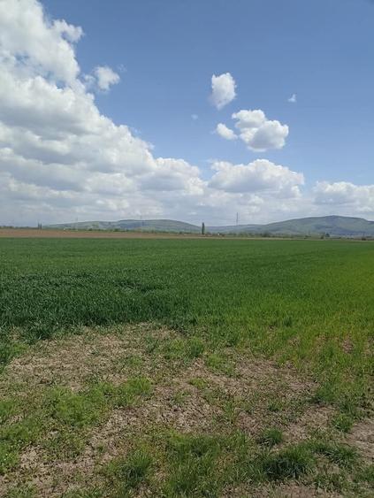 Teren agricol extravilan de 7300 mp, în Chichiș
