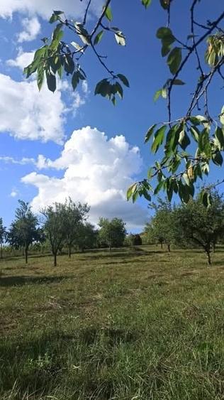 Casă individuală cu 4 camere cu Teren 12530 Mp în Panticeu