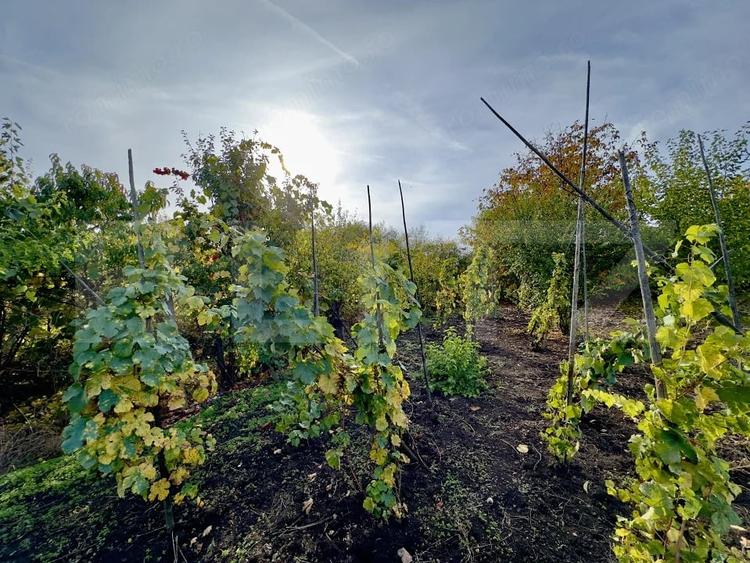 Casă cu Teren 1220 Mp în Central