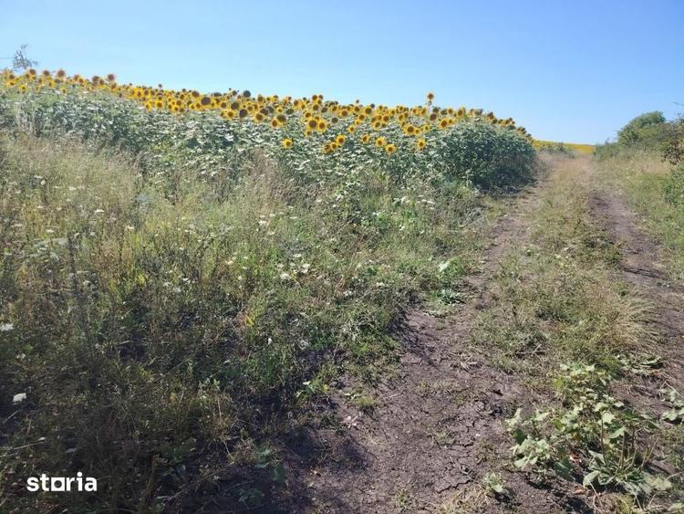 Teren intravilan in Macicasu natura, investitie si potential turis - 2