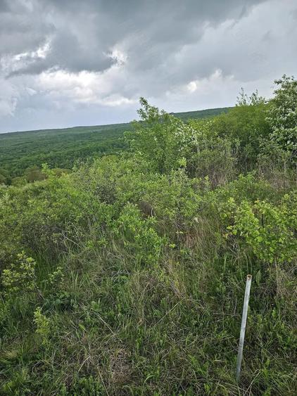 Teren de 2900 mp, în Corușu