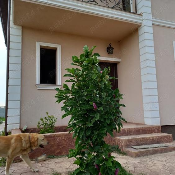 Casă cu Teren 452 Mp în Domnești
