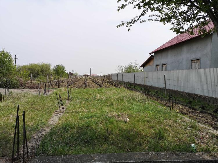 Teren de 1500 mp, în Odobești
