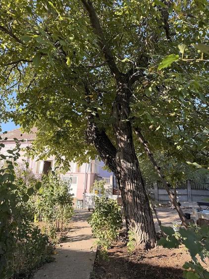 Casă cu 4 camere cu Teren 3000 Mp în Rast