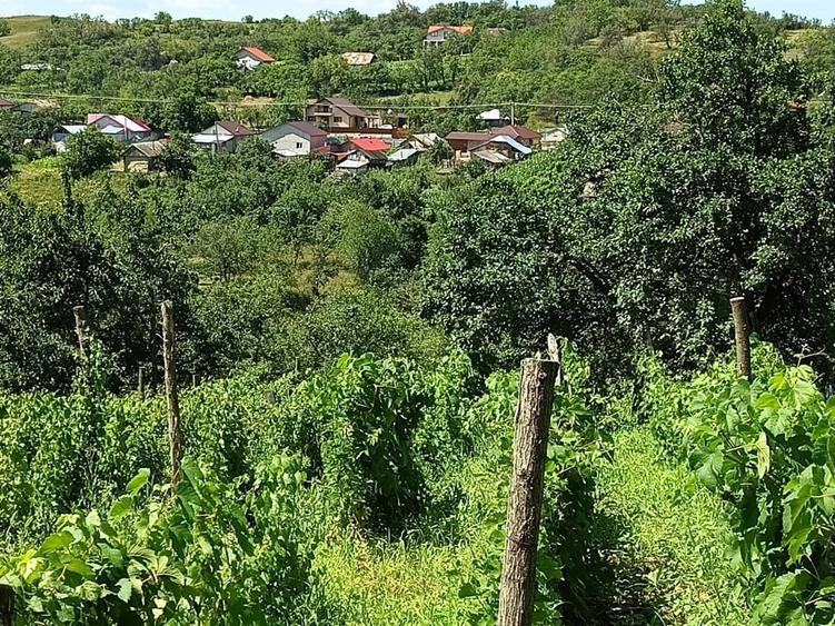 Teren de 2500 mp, în Dealu Cucului