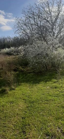 Teren de 9979 mp, în Rediu (Răuseni)