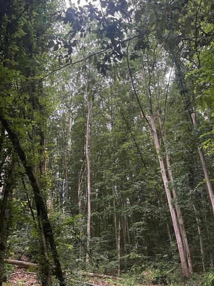 Teren de 174000 mp, în Buteni
