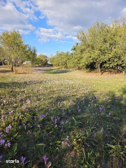 Teren intravilan de 600 mp, Berchezoaia, com. Remetea Chioarului
