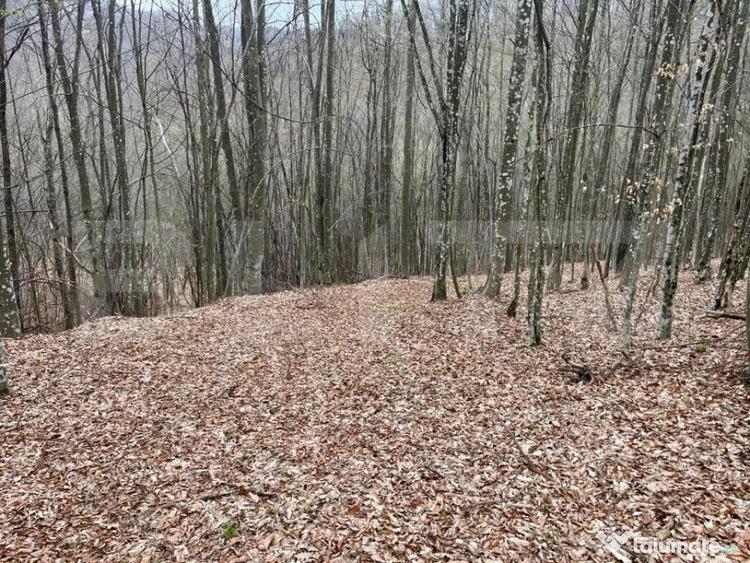 Teren extravilan de vanzare, 3.5 ha padure + pasune in Comun - 8