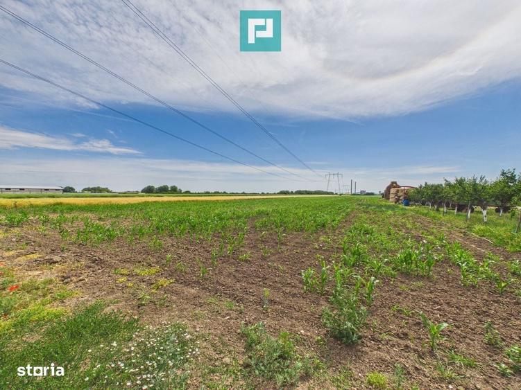 Teren extravilan in suprafata de 10.000 mp, Arad - 9