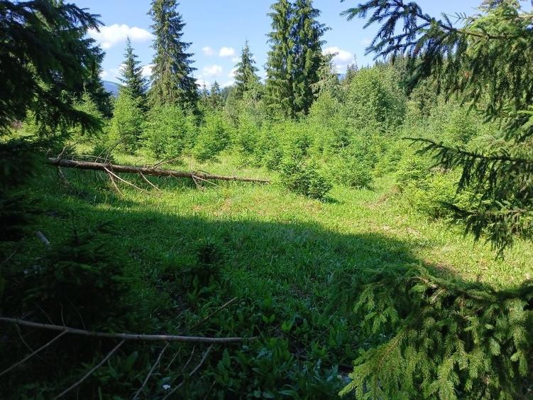 Teren de 25000 mp, în Panaci